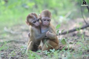 Orphaned Baby Monkeys Heal Through Friendship at Wildlife SOS ...