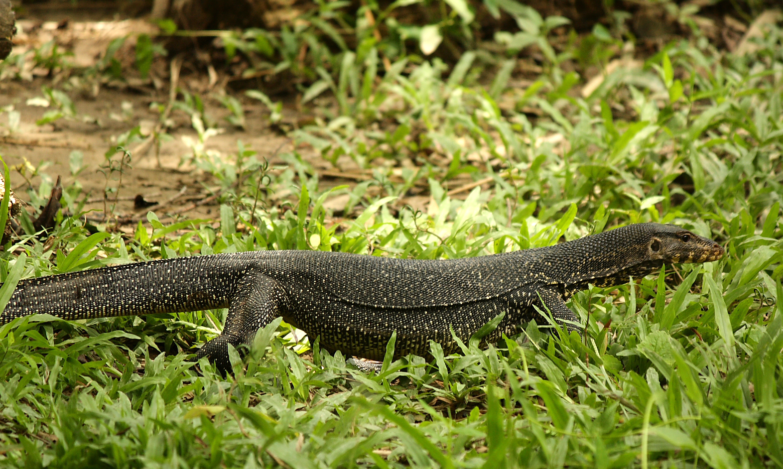 India's Most Fascinating Reptile Is Often Misunderstood! - Wildlife SOS