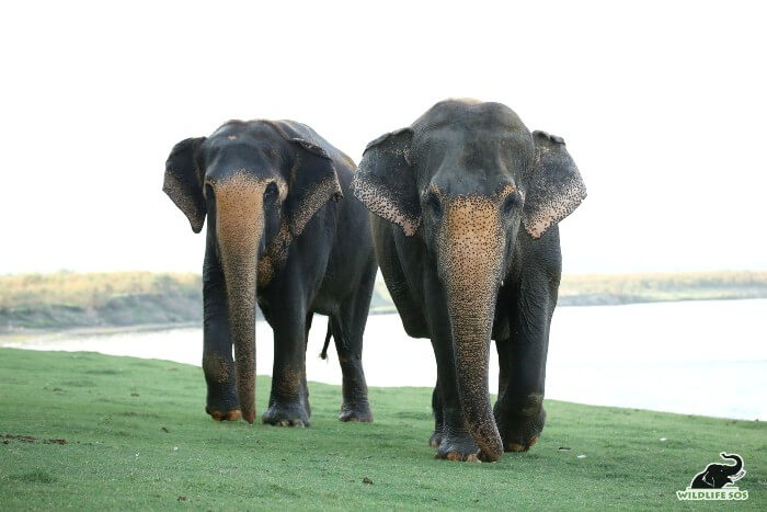 Maya always leading the way with Phoolkali, right behind her!