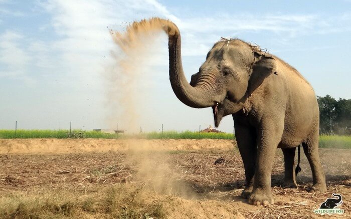 Maya in all her glory taking a relaxing dust bath!