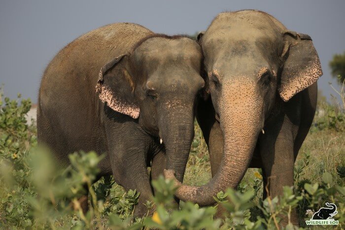 Emma (L) and Maya (R) are now forming a close bond as well.