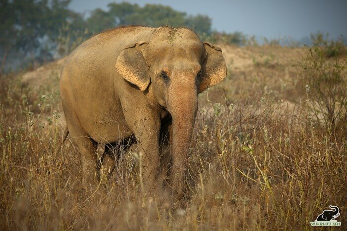 Maya now walks on soft, natural surface to ease the stress on her arthritic limbs