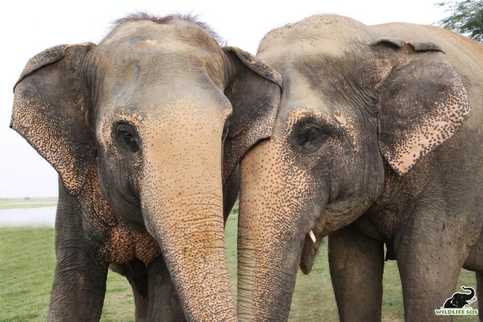 Phoolkali (L) and Maya (R) at their favourite spot by the riverside!