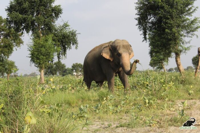 Maya foraging on fresh patch of grass after torrential downpour!