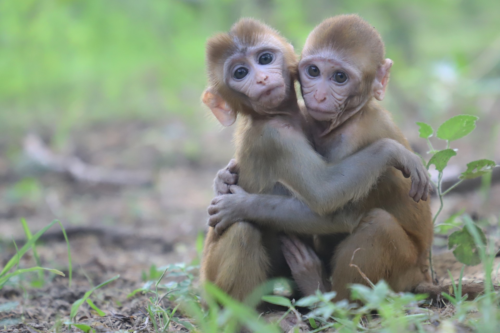 Orphaned Baby Monkeys Heal Through Friendship At Wildlife Sos Wildlife Sos