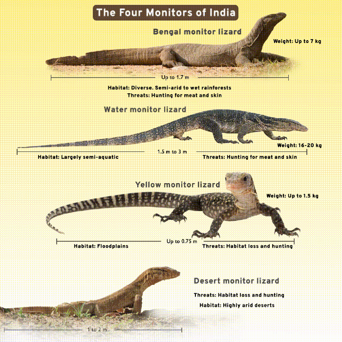 Bengal Monitor - Facts, Diet, Habitat & Pictures on