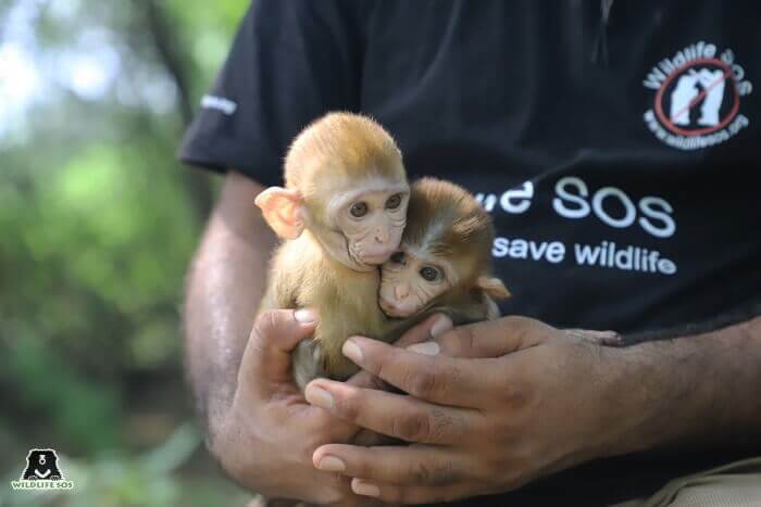 newborn baby monkeys