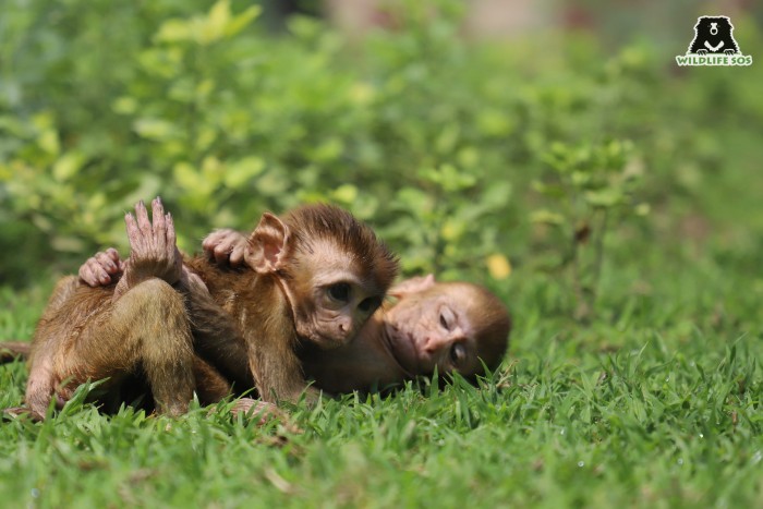 Hand-Rearing Baby Monkeys: Abu-Zoey's Life At Wildlife SOS - Wildlife SOS