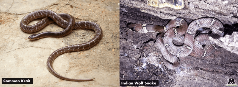 World Snake Day: Debunking Common Myths Surrounding Snakes!