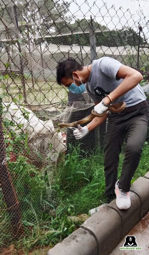 Our rescuer carefully cutting the netting to free the snake from the pain and discomfort.