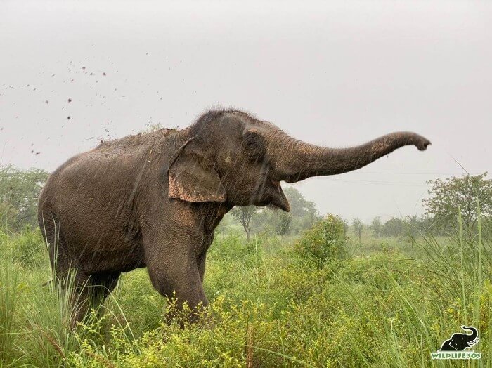 Nina loved the first rains at the Centre and was visibly thrilled with the downpour