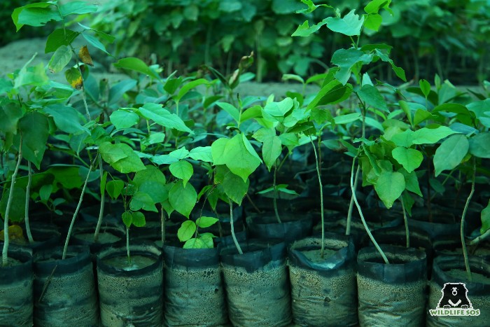 The Wildlife SOS organic farm uses runoff water from the Elephant Conservation and Care Centre.  [Photo (c) Wildlife SOS/ Mradul Pathak]