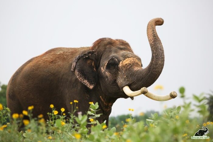 Asian Elephant Big Tusks