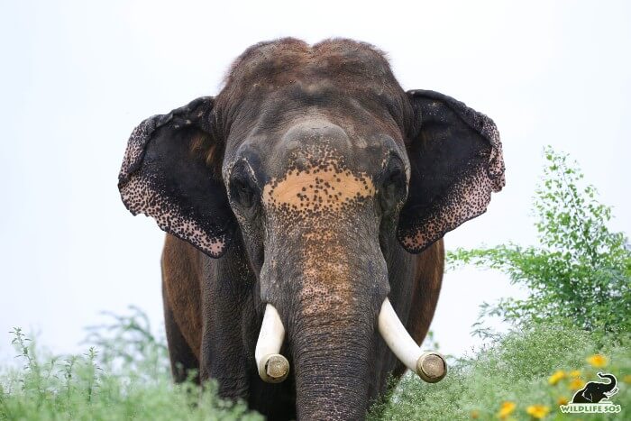 Rajesh is one of the rescued tuskers who resides at ECCC. 