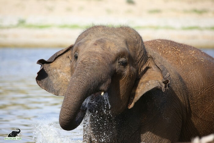 Peanut, one of the youngest female elephants with us, also has tushes!