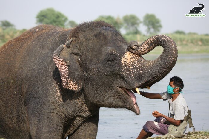 Laxmi also has tushes, seen here with her caregiver. 