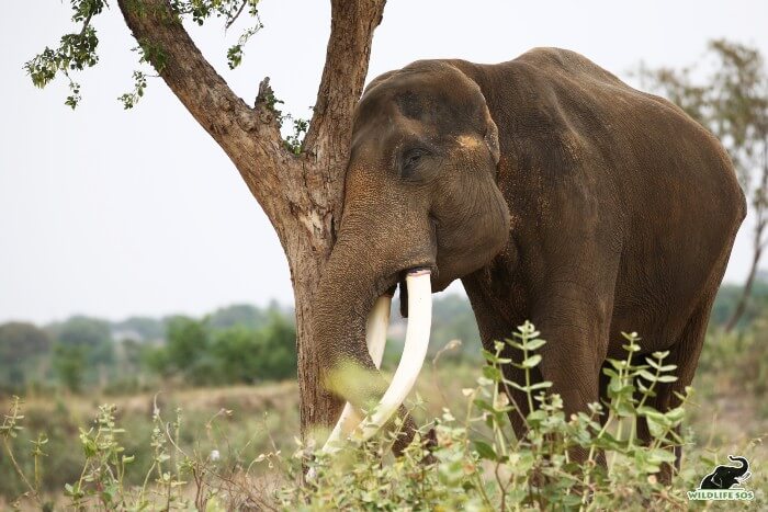 Suraj scratching his forehead against the bark of the tree.