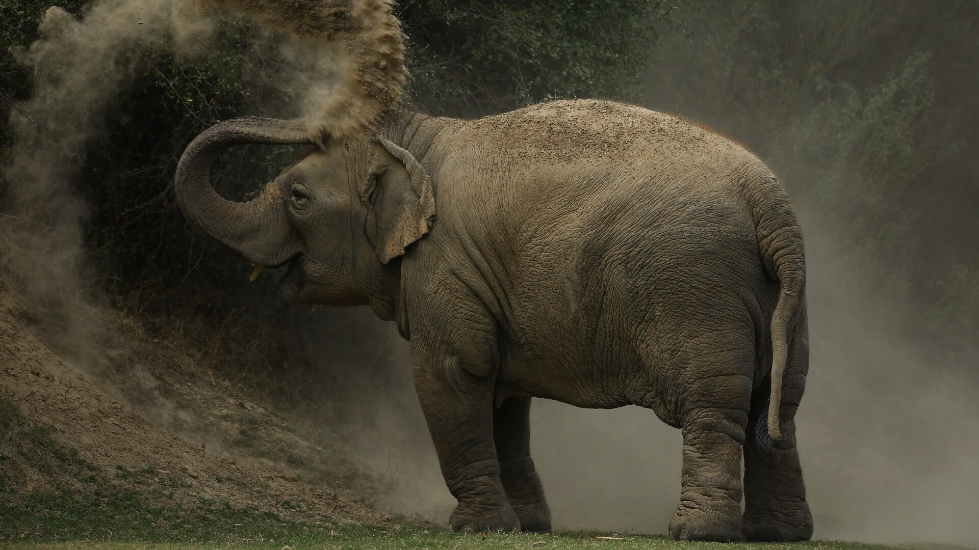 Difference Between Tusks And Tushes In Asian Elephants Wildlife SOS