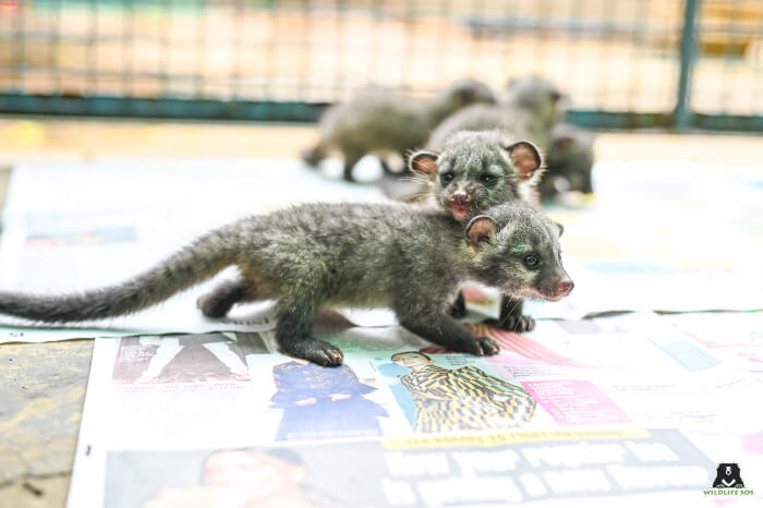 asian palm civet baby