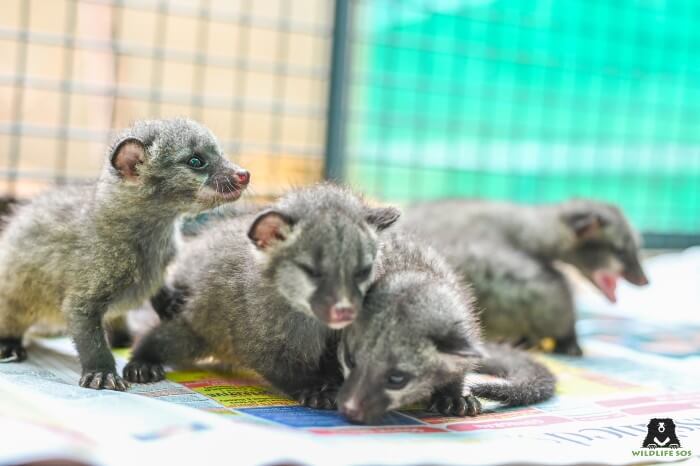 asian palm civet baby