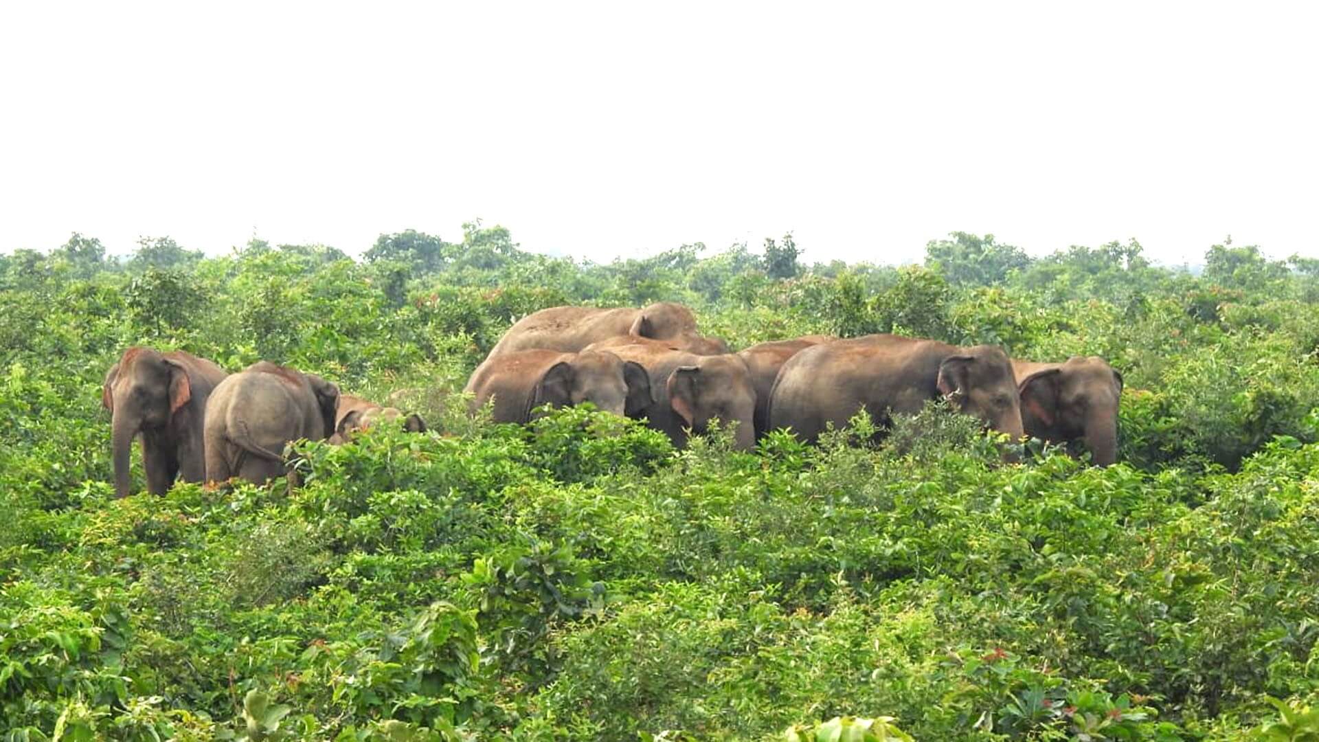 Living with Elephants: Solutions from the Chhattisgarh Wild Elephant