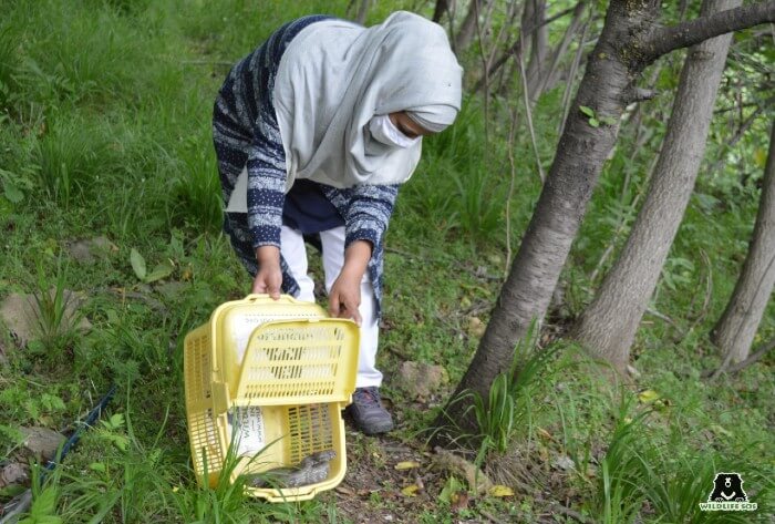 The rescued snakes are released back to the forests away from human habitation. 