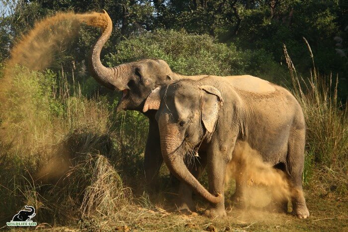 What follows a splashing session is a relaxing dustbath! 