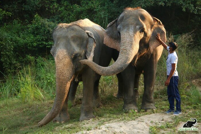 Jasmine affectionately raises her trunk to touch Daisy's ear or her temple