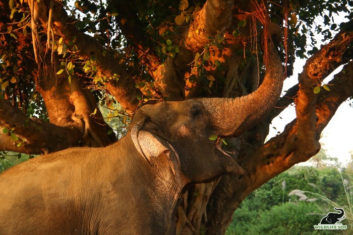 Jasmine tugging at the branches of an old banyan tree! 