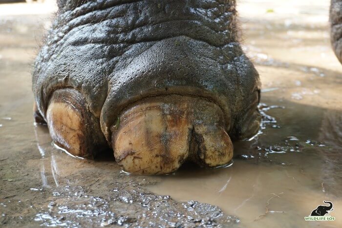 This was the deplorable condition of her feet when she was rescued.