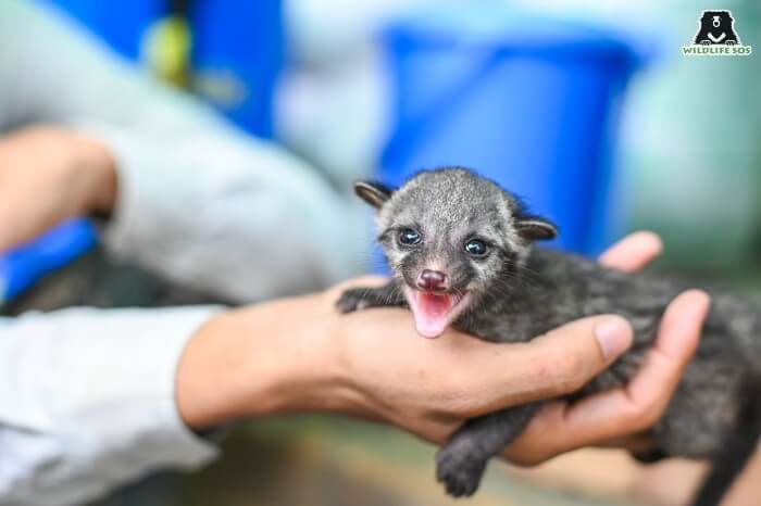 asian palm civet baby