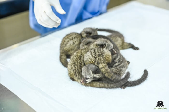 asian palm civet baby