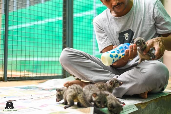 asian palm civet baby