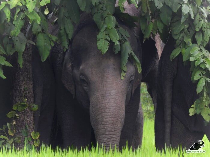 An elephant calf from the herd that Wildlife SOS has radio-collared in Chhattisgarh. 