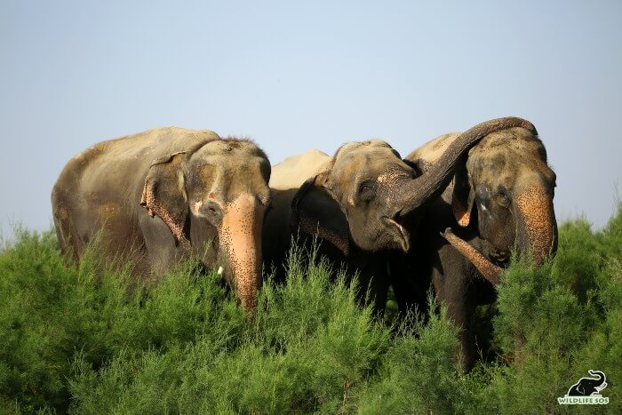 Karma and Holly are blind, while Kalpana has partial vision which is why the herd is grouped together.