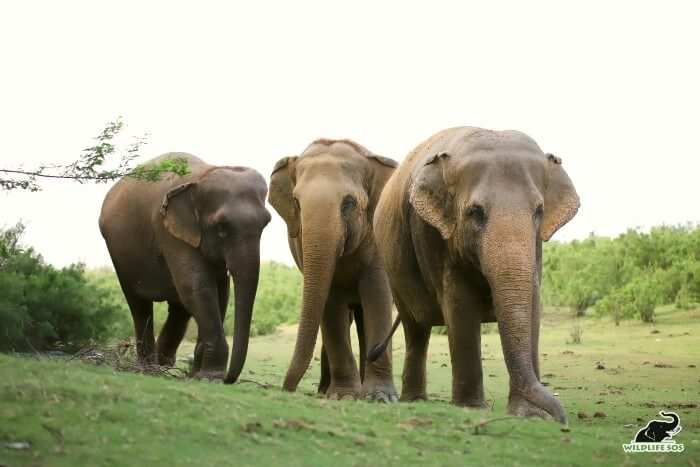 Maya always leads the way for Phoolkali and Emma.