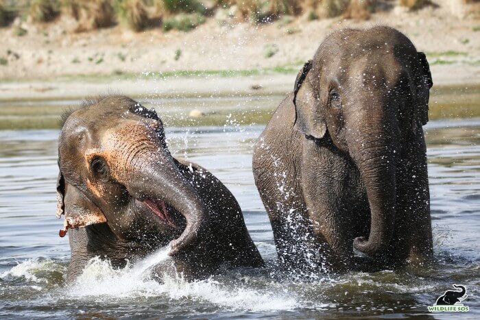 Coco and Peanut playing around in the Yamuna river on a bright sunny afternoon!