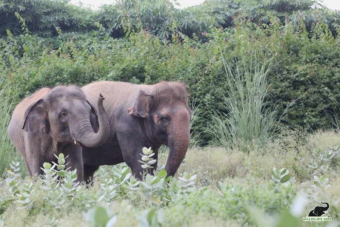 Young elephants like Coco and Peanut find solace in each other's company