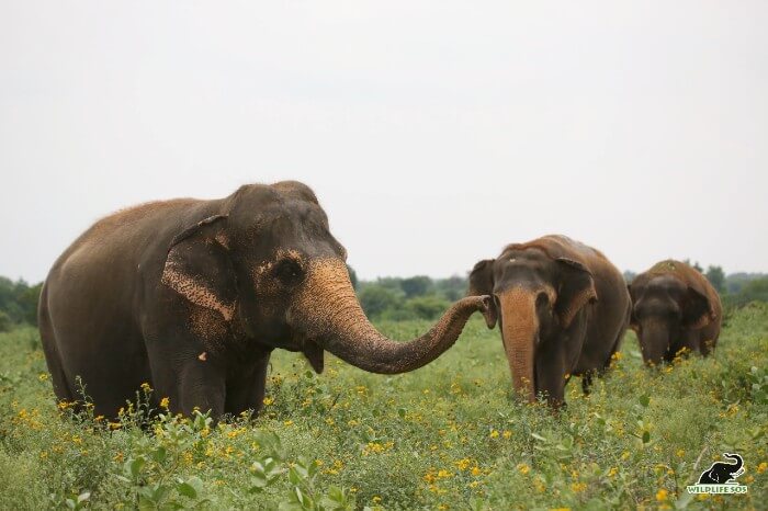 Maya rumbling out to Phoolkali and Emma as they slowly match her pace.