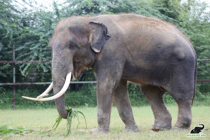 Ramu, like all our other male elephants, prefers to be solitary.