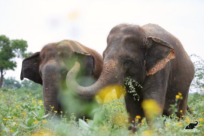 Suzy and Asha on their exercised walk, seldom moving away from each other.