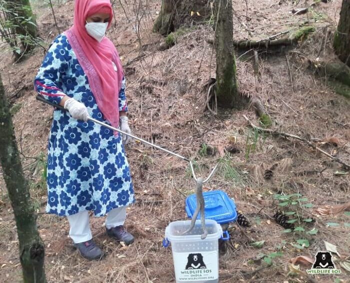 Ms. Aaliya Mir releasing a Levantine Viper back to the wild