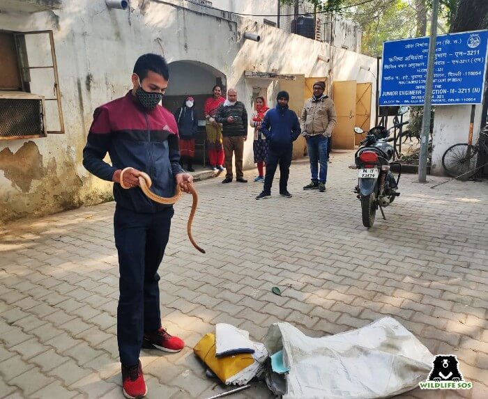 In the bone-biting Delhi winters, our rescue team rescued snakes from situations of distress.