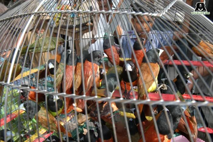 Birds suffer immensely under the garb of the illegal pet trade.