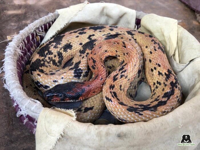Snakes are cramped up in snake baskets with no space to move.