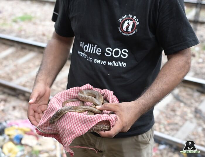 A rescued, severely dehydrated and mutiliated Indian Cobra