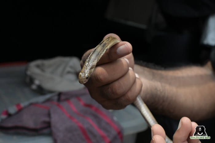 A severely dehydrated, ill snake rescued from the snake charmers.