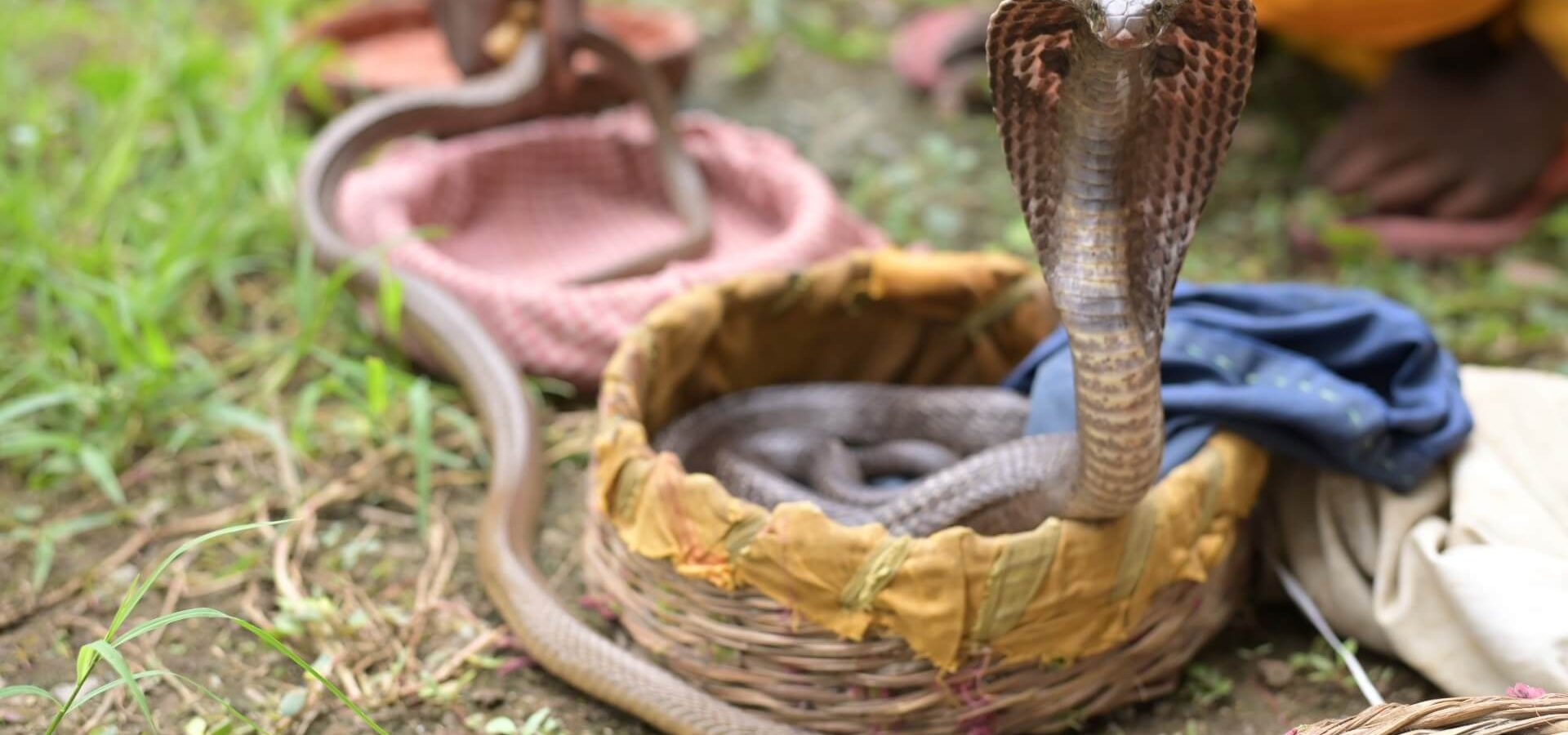 Snake Charmer Dies After Playing With Cobra, Bitten on Finger and Mouth