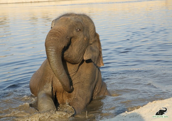 Peanut's delight is visible as she plays around in water for hours at a stretch!
