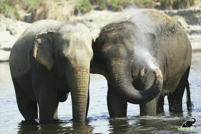 Young elephants forget their identity in the quest of torture